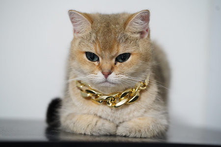 Fluffy cat with golden fur wearing shiny gold chain necklace, sitting gracefully on dark surface. cat striking green eyes convey sense of elegance and charmの写真素材