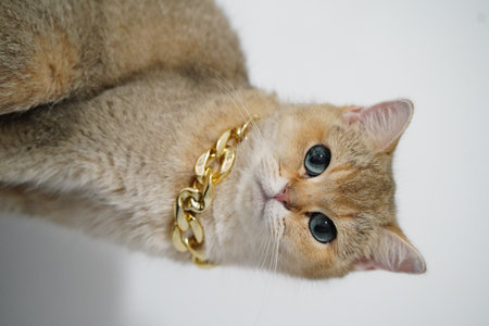 Stylish cat with golden chain necklace poses elegantly against plain background, showcasing its unique features and charming personality. cat fur is soft and fluffy, adding to its adorableの写真素材