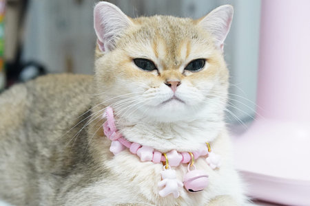 Fluffy cat with light brown coat and striking green eyes, wearing pink collar adorned with small...
