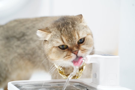 Cat drinking water from pet fountain, showcasing its playful and curious nature. feline has fluffy coat and distinctive face, adding charm to sceneの写真素材