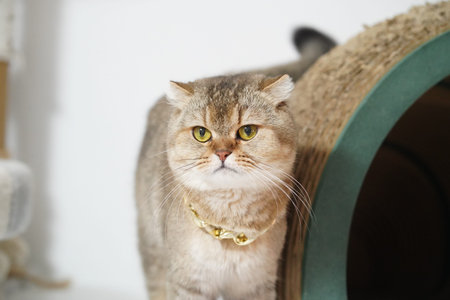 Fluffy cat with golden eyes and stylish collar stands near scratching post, exuding curious and playful demeanor. This adorable feline captures attention with its unique charmの写真素材