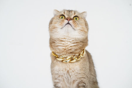 Fluffy cat with golden chain necklace looking up, showcasing playful and curious expression. unique...