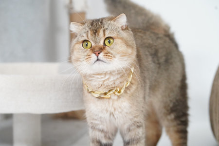 Cute cat with golden eyes and stylish gold chain necklace stands gracefully. Its fur is soft and fluffy, showcasing blend of colors. cat appears curious and playful, adding charm to sceneの写真素材
