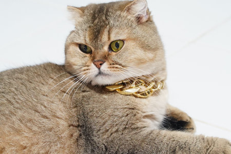 Fluffy cat with stylish gold chain necklace resting on white surface, showcasing its unique features and playful expression. This adorable feline exudes charm and eleganceの写真素材