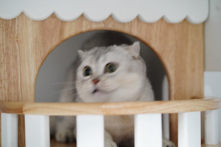 Playful cat peeks out from cozy wooden cat house, showcasing its curious expression and soft fur. scene captures moment of feline charm and warmthの写真素材
