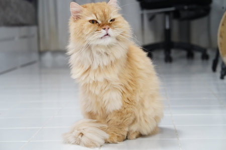 Fluffy orange cat sitting on shiny white floor, displaying calm and confident demeanor. cat fur is long and soft, creating warm and inviting atmosphereの写真素材