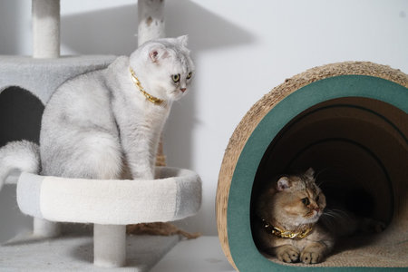 Silver cat gold collar sitting cat tree brown cat gold collar lying scratching tunnel playful...