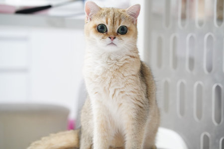 Cute cat fluffy fur big eyes sitting indoor curious expression domestic animal light brown white background adorable pet relaxed moodの写真素材