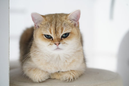 Golden cat feline pet animal fur whisker blue eye domestic sitting cute adorable fluffy mammal indoor calm relaxed soft short hair British Shorthair young small white background looking alertの写真素材