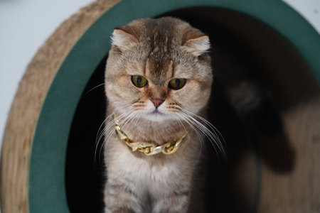 Scottish fold cat brown fur gold chain collar round scratching post curious expression indoor pet luxury accessory soft lighting adorable felineの写真素材