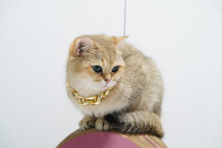 Golden cat blue eye gold chain luxury pet feline sitting domestic cute fluffy white background elegant stylish adorable animal mammal short hair collar fashion jewelry playful calmの写真素材