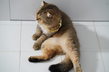 Scottish Fold cat brown fur sitting on white tile floor gold chain collar relaxed looking away indoor cute fluffy pet domestic animalの写真素材
