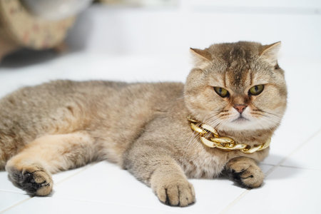 Scottish Fold cat, golden fur, lying on white floor, wearing gold chain collar, looking serious and relaxed, pet, home interiorの写真素材