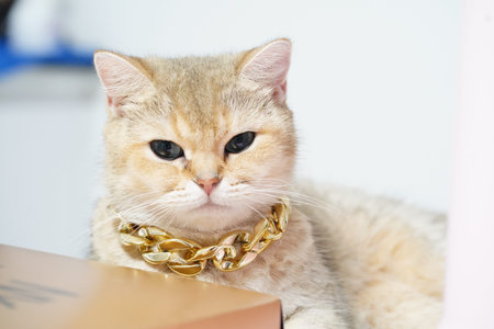 Golden cat luxury chain cute pet relaxed feline stylish accessory soft fur adorable animal domestic cat closeup portrait calm expressionの写真素材