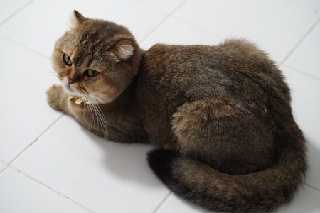 Brown cat green eye short hair lying white tile indoor relaxed alert fluffy tail pet domestic feline cute whisker collar animal mammal sitting looking calm adorable fur soft round face chubbyの写真素材