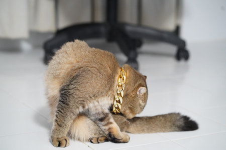 Scottish fold cat gold chain brown fur sitting grooming white floor indoor luxury pet relaxed playful adorable cute animal domestic feline short hair tail collar fashion modern home clean elegantの写真素材