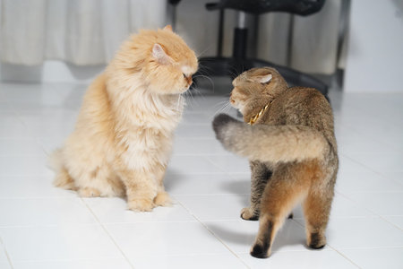 Fluffy cat short haired cat indoor white floor feline pet animal whiskers tail raised alert domestic cute curious interaction sitting standing fur playful home mammalの写真素材