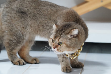 Brown cat short hair green eye gold chain domestic standing white floor indoor curious alert pet feline whisker cute animal mammal luxury collar shiny relaxed healthyの写真素材