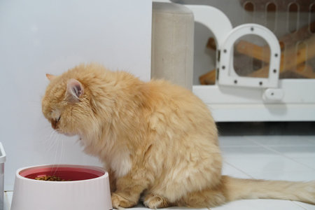 Fluffy cat orange fur eating pet domestic food bowl sitting white floor indoor relaxed cute feline long hair animal whiskers home mammal adorable calm peaceful healthy nutrition meal side viewの写真素材