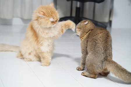 Two fluffy cats, one cream and one gray, interact playfully on white tiled floor indoors, with cream...