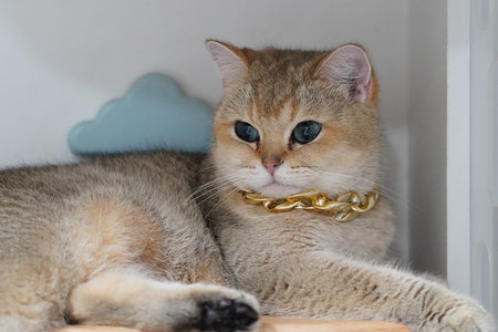 Golden cat blue eye short hair gold chain luxury relaxed domestic pet feline sitting cute adorable...