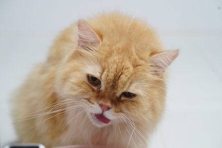 Fluffy cat long hair orange fur white background close up pet animal feline cute expressive face...