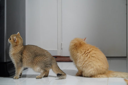 Two cats, one short haired brown and one long haired orange, sit on white tiled floor facing away,...