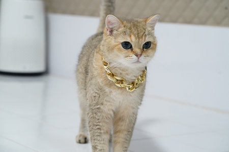 Golden cat short hair blue eyes gold chain standing indoor white floor luxury cute pet confident expressionの写真素材