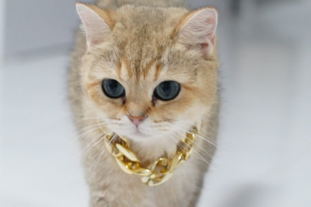 Golden cat big eyes gold chain luxury pet feline cute domestic short hair white background confident stylish animal fashion jewelry adorable whisker mammal indoor elegant collar trendy playfulの写真素材