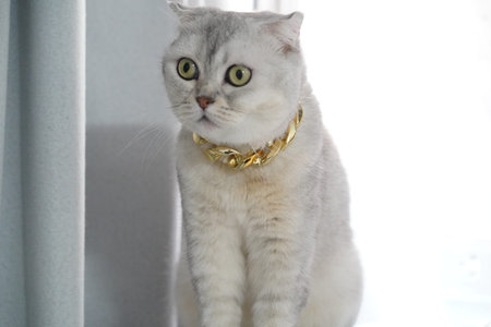 Scottish Fold cat gold collar white fur green eyes sitting indoor curious expression luxury pet soft light close up adorableの写真素材