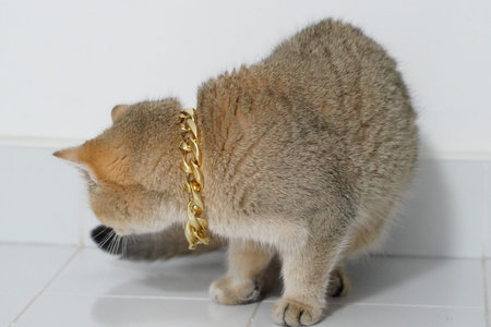 British shorthair cat golden fur gold chain collar sitting on white tile floor looking down indoor pet relaxed mood domestic animal modern homeの写真素材
