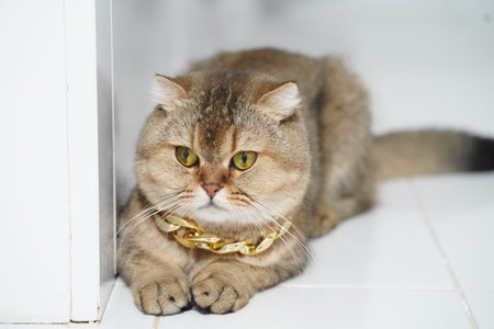 Brown cat golden chain fluffy fur yellow eyes sitting on white tile floor indoor relaxed luxury pet adorableの写真素材