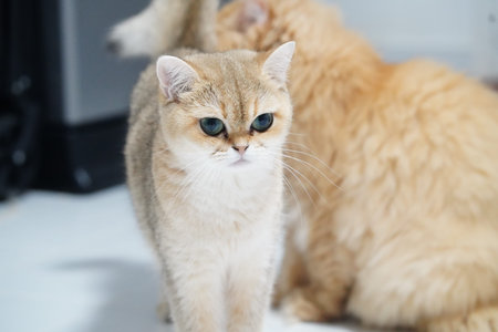 Golden cat blue eye short hair standing fluffy domestic feline cute alert indoor soft fur whisker pet animal mammal small young playful curious calm relaxed light brown cream white round face bigの写真素材