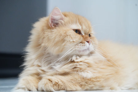 Fluffy cat long hair orange fur domestic pet relaxed lying down cute whiskers feline indoorの写真素材
