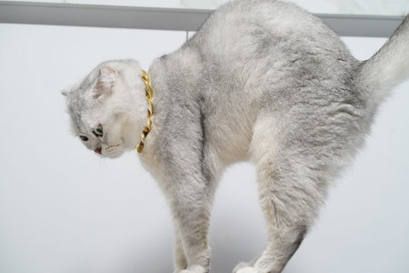 Silver cat short hair gold collar standing white background alert domestic pet feline luxury accessory modern home soft fur green eyes elegant indoor curious stylish playful healthy clean whiskersの写真素材