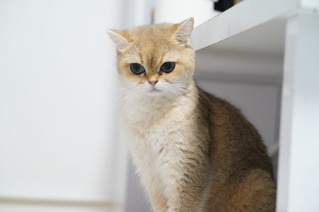 Golden cat green eye fluffy fur domestic sitting white background cute alert whisker pet calm indoor feline short hair animal mammal adorable soft curious looking relaxed elegant gentle beautifulの写真素材