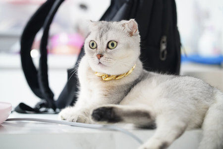 Scottish Fold cat gray fur yellow eyes gold collar relaxed sitting indoors alert expression domestic pet soft lighting home environmentの写真素材