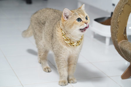 Golden chain British shorthair blue eyes domestic cat standing white floor luxury playful cute indoor pet happy expression. British shorthair cat with blue eyes and golden chain stands white floorの写真素材