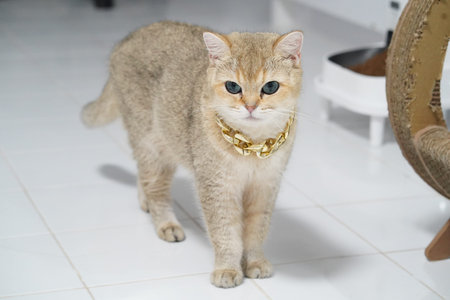 Golden cat blue eye short hair standing white floor luxury pet indoor collar cute elegant confident domestic feline animal playful alert whisker fur stylish modern home pampered healthy cleanの写真素材