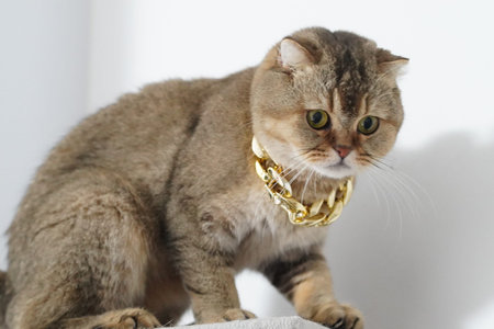 Scottish fold cat gold chain luxury pet brown fur sitting white background adorable stylish curious domestic animal. Scottish fold cat with brown fur wears gold chain sitting white surface lookingの写真素材
