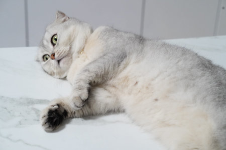 Scottish Fold cat silver tabby lying on white marble surface relaxed and calm green eyes short fur indoor pet adorable and fluffy playful moodの写真素材