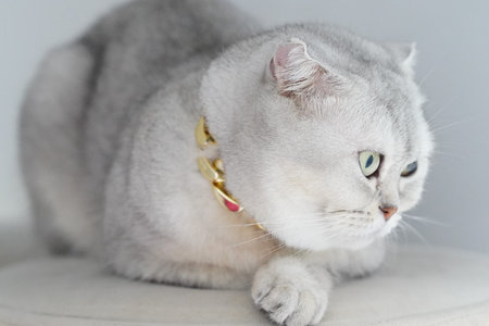 Silver cat short hair green eye gold collar luxury domestic pet sitting relaxed closeup soft fur elegant calm indoor adorable feline white background cute animal pampered stylish content peacefulの写真素材