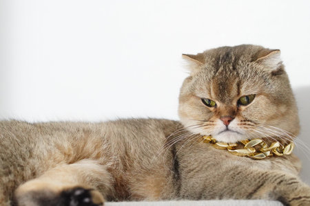 Brown cat gold chain luxury relaxed pet feline white background domestic animal stylish confident closeup cute fur whisker sitting adorable mammal fashion jewelry elegantの写真素材
