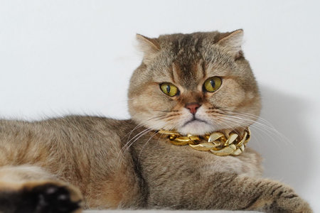 Scottish fold cat gold chain yellow eyes short fur relaxed luxury pet animal domestic white background cute stylish fashion feline sitting alert whisker ear collar brown gray mammal closeupの写真素材