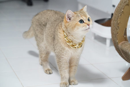 Golden cat blue eye gold chain luxury pet domestic feline short hair white floor standing curious indoor elegant cute animal whisker collar shiny alert playful adorable fluffy mammal home stylishの写真素材