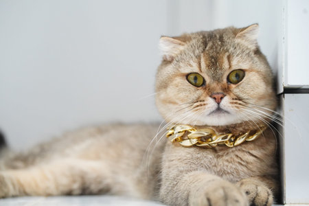 Scottish Fold cat gold chain fluffy fur yellow eyes relaxed indoor luxury adorable pet closeup cat looks calm and content while lying on floor with stylish gold chain collarの写真素材