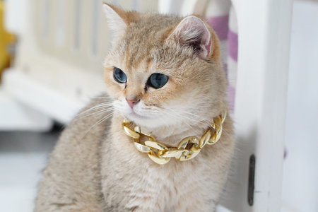 Golden chain blue eye short hair domestic cat luxury pet cute sitting indoor feline adorable stylish collar animal fur whisker mammal elegant fashion calm relaxed white background home pamperedの写真素材