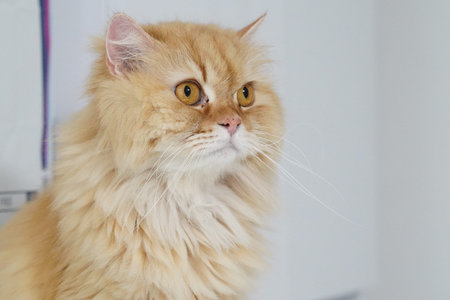 Fluffy cat long hair orange fur yellow eyes domestic pet cute animal whiskers indoor mammal alert expression. Fluffy cat with long orange fur and yellow eyes sitting indoors with alert and curiousの写真素材