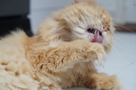Fluffy orange cat grooming itself with tongue, relaxed indoor setting, soft fur texture, close up, playful and content feline expressionの写真素材