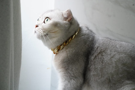 Scottish Fold cat with light gray fur and gold chain collar gazing out window, soft natural light, calm and curious expression, indoor pet portraitの写真素材